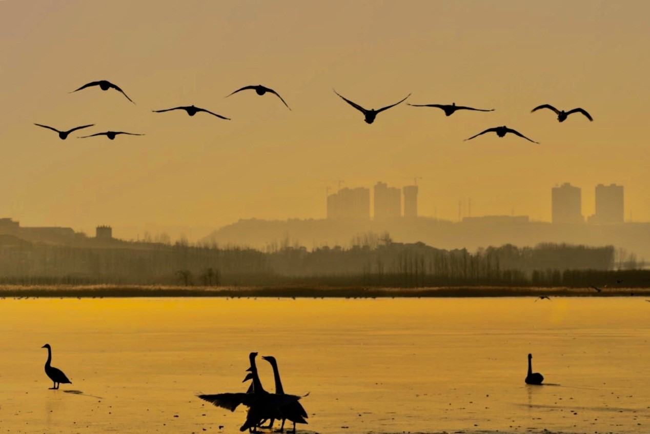 相守(孙树海摄) 相守(孙树海摄)