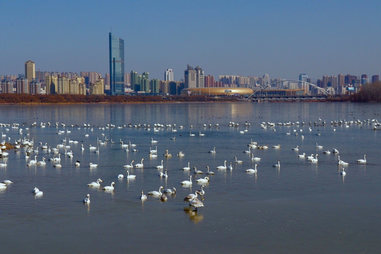 宁静(刘派摄) 宁静(刘派摄)