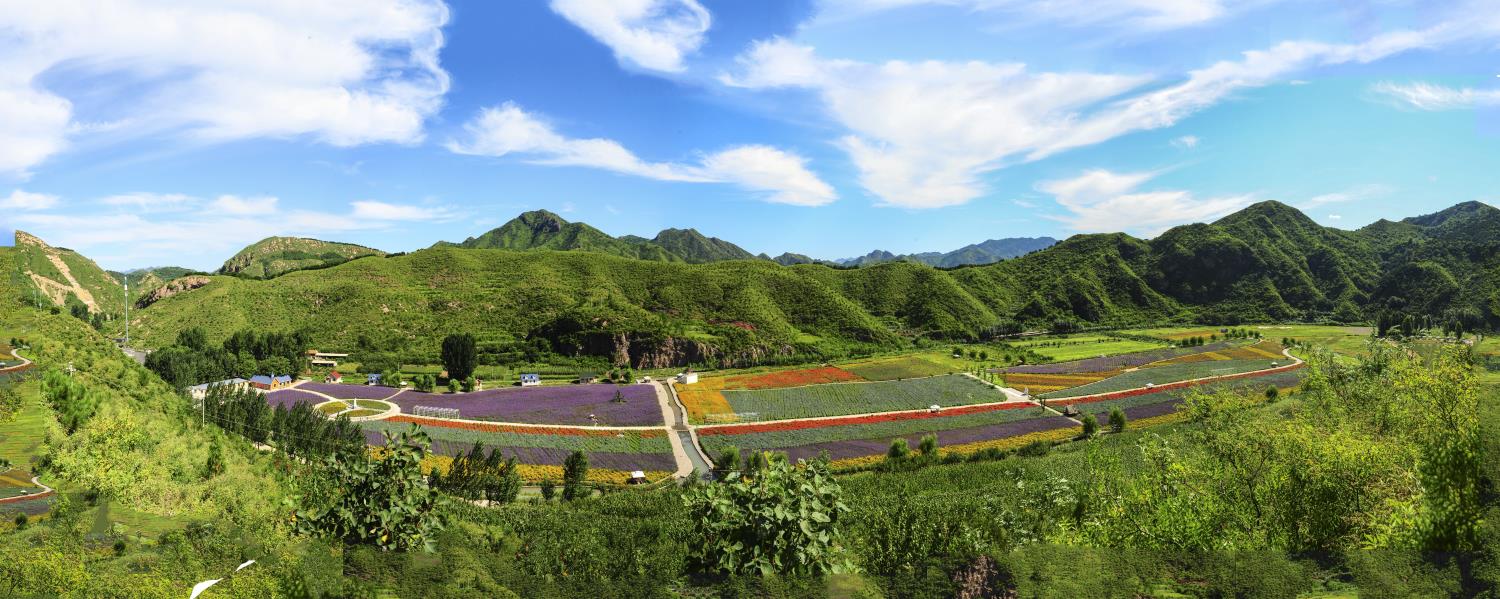 田德凤作品《山间花海》