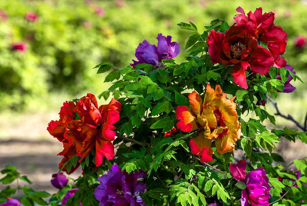 牡丹雍容华贵 牡丹雍容华贵